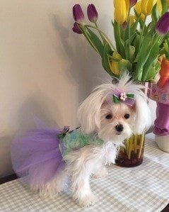 maltese-posing
